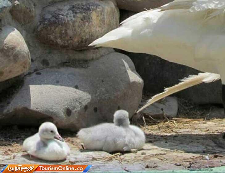 کمیاب ترین گونه جوجه قوی فریادکش در باغ پرندگان تهران به دنیا آمد