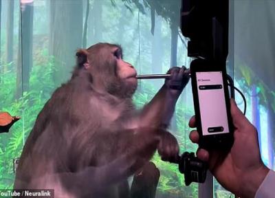 ایلان ماسک؛ از میمون خبرساز تا تونل کسل کننده! (تصاویر)