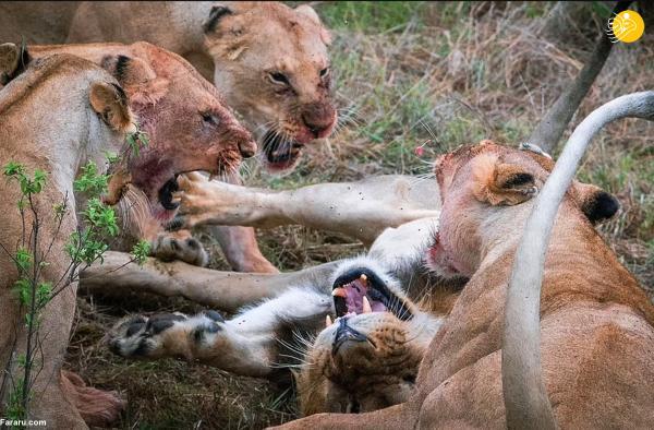حمله وحشتناک شیرهای ماده به یک شیر نر